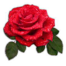 Rose-Roses&Thorns-RGB.jpg